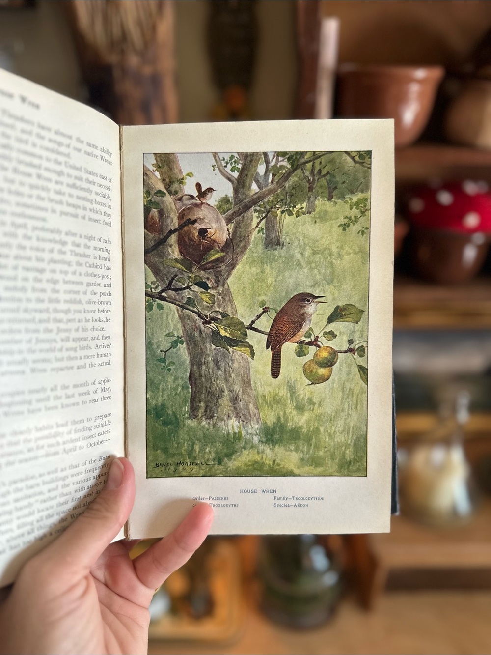 Navy Blue Vintage Educational Bird Leaflets Hardcover Book
